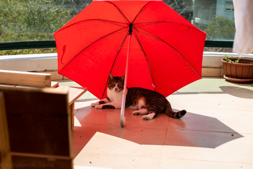 日傘でくつろぐネコ
